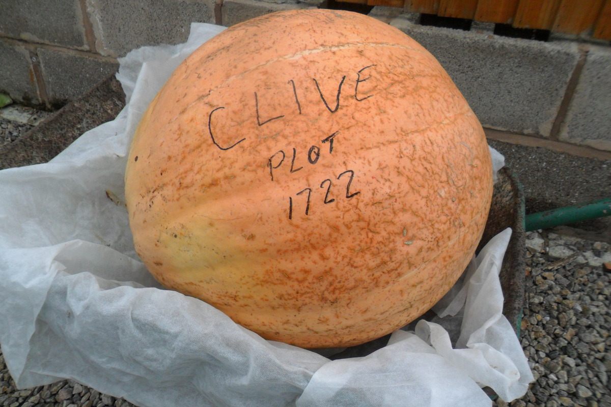 2013 winning Pumpkin